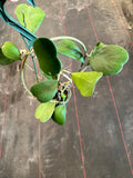 Hoya Kerrii in a hanging basket
