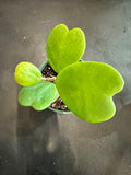 Hoya Kerrii