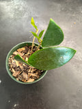 Hoya Pottsii 'Chiang Mai'