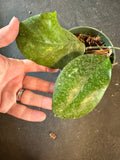Hoya Michele
