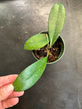 Hoya Skinneriana “Dee’s Big One”