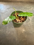 Hoya Globulosa