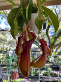 Nepenthes Alata carnivorous pitcher plant in a 4” hanging basket