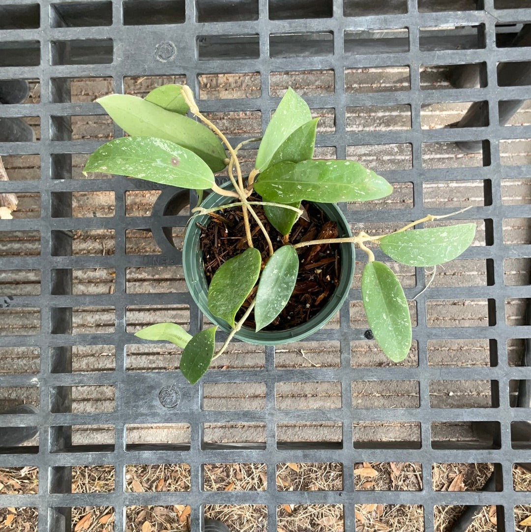 hoya-epc-376-sp-lp-4-christine-s-tropical-exotic-plants