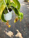 Nepenthes Gaya aka Carnivorous Pitcher Plant 6” hanging basket