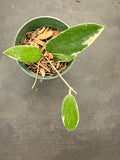 Hoya Verticillata ‘white margins’
