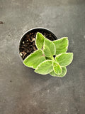 Cuban Oregano Variegated aka Coleus Amboinicus