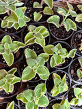 Cuban Oregano Variegated aka Coleus Amboinicus