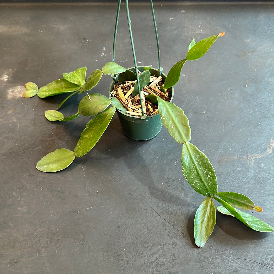 rhipsalis crispa marginata Rhipsalis Crispata Cactus