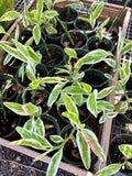Euphorbia tithymaloides AKA Devils Backbone
