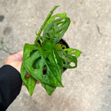 Monstera Adansonii AKA Swiss Cheese Plant