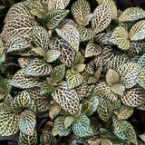 White Fittonia