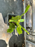 Schlumbergera truncata aka Thanksgiving Cactus 3"