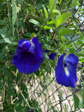 Blue Butterfly Pea Vine (Clitoria ternatea) Seeds