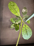 Hoya Diversifolia 4” hanging basket