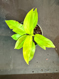 Philodendron ‘Selloum Gold’ aka Warscewiczii ‘Aurea’