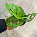 Monstera Adansonii AKA Swiss Cheese Plant