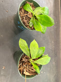 Hoya Obscura