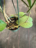 Hoya Kerrii in a hanging basket