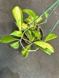 Hoya ‘Moonshadow’ Incrassata (hanging basket)