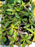 Nepenthes Miranda aka Carnivorous Pitcher Plant