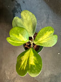 Hoya Kerrii "inner variegated"