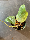 Hoya Michele