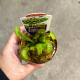 Venus Fly Trap Dome Pot