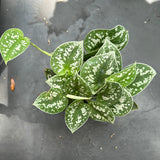Scindapsus 'Silvery Ann',