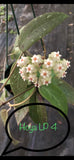 Hoya EPC 376 sp. LP 4 in a 5” Hanging Basket