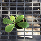 Hoya Erythrina’Bajo’