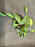 Hoya EPC 376 sp. LP 4 in a 5” Hanging Basket
