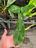 Philodendron Bette Waterbury (69686) aka Big Ears