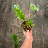 Philodendron Mayoi