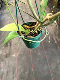 Hoya Kerrii in a hanging basket