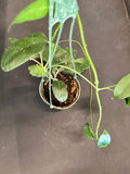 Hoya Diversifolia 5”hanging basket