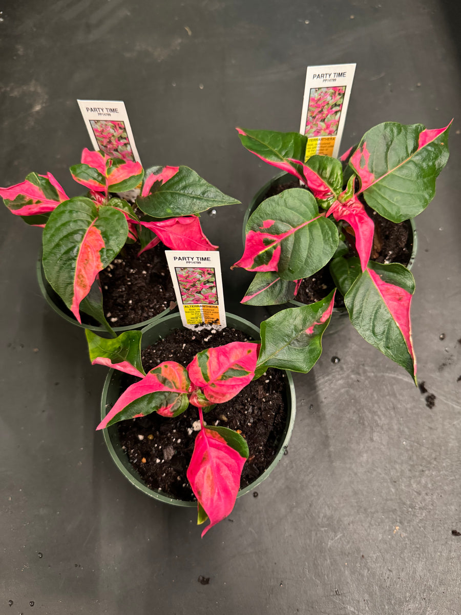Alternanthera Ficoidea 'Party Time'