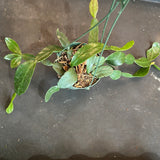 Rhipsalis 'Crispata' Cactus