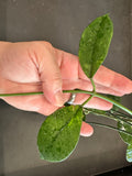 Hoya Diversifolia 4” hanging basket