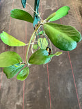 Hoya Kerrii in a hanging basket