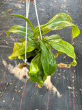 Nepenthes Gaya aka Carnivorous Pitcher Plant 6” hanging basket