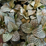 White Fittonia