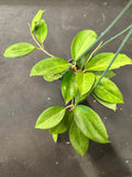 Hoya Icensis aka Patcharawalai 023 hanging basket