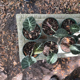 Alocasia ‘Black Velvet’ aka Alocasia 'Reginula'
