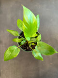 Reverted Homalomena Rubescens Aurea