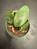 Hoya RHM 002 “Ligia”