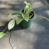 Hoya Verticillata "white margins" aka (albo marginata)