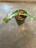 Hoya Globulosa