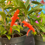 Nematanthus aka Goldfish Plant