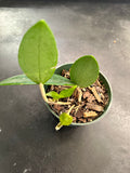 Hoya Pottsii 'Chiang Mai'